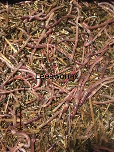 1lbs red wiggler - 1lbs, composting