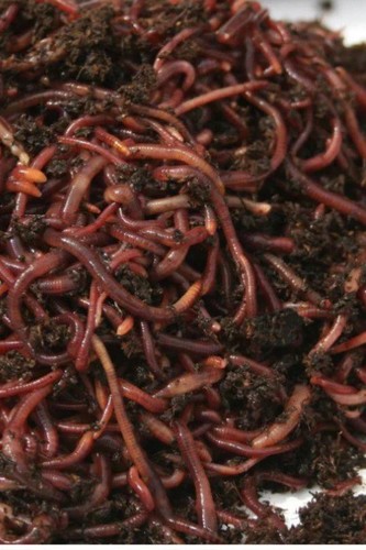 Live red wigglers - red, composting